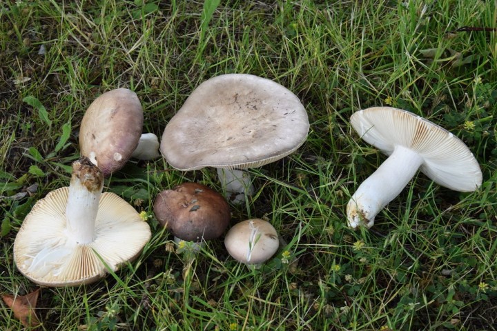 DSC_0058.jpg