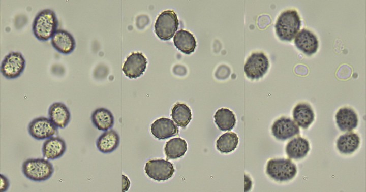 spores_x1000.jpg