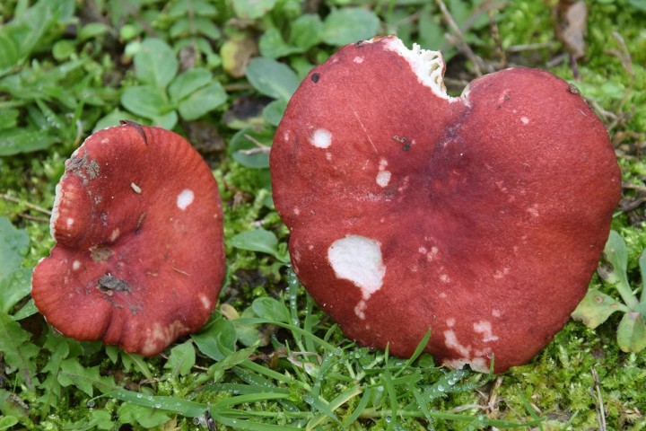 DSC_2763.jpg