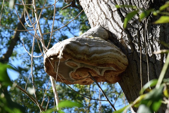 DSC_2140.jpg