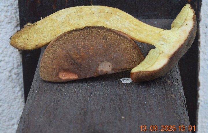 DSC_0355.JPG
