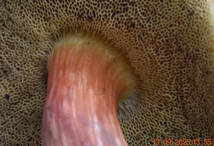 DSC_0359.JPG