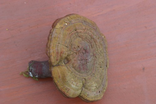 ChampignonSec4-150807.jpg