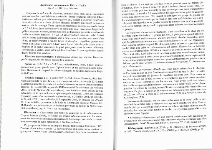 XEROCOMUS CHRYSONEMUS (René Chalange) .jpg