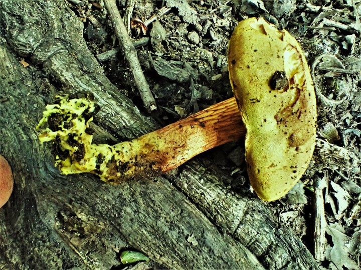 PA157312.JPG