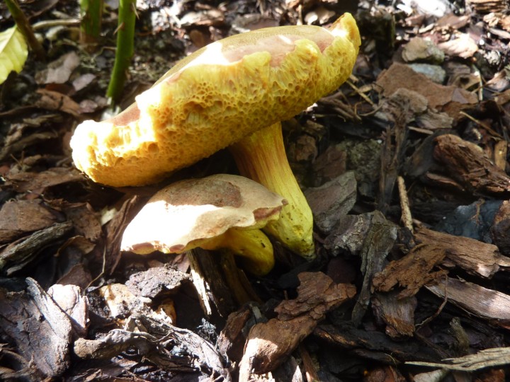 P1130816.JPG