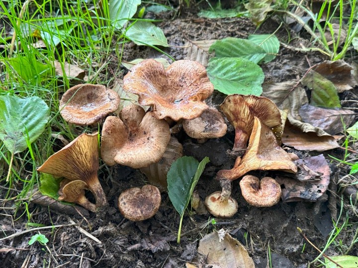 paxillus adelphus.jpg