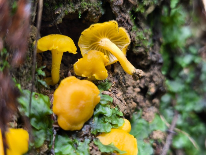 C. romagnesianus.jpg