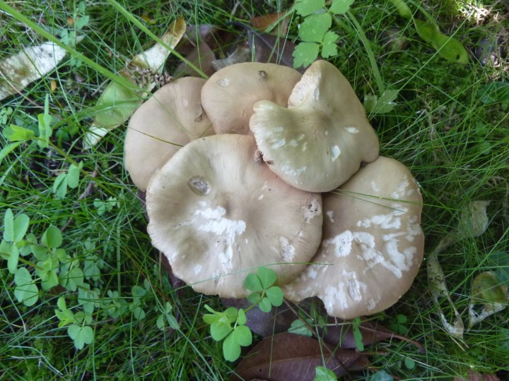 P1130864.JPG
