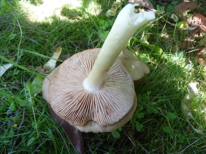 P1130866.JPG