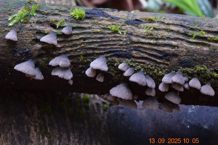 DSC_0351.JPG