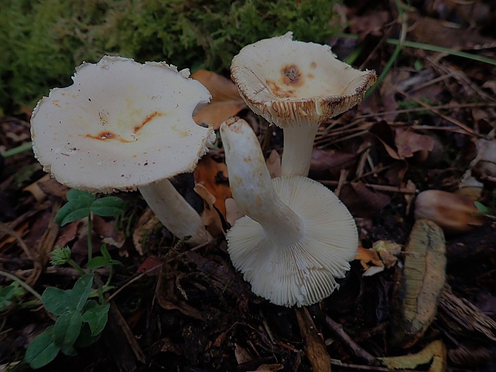 P9210907.JPG