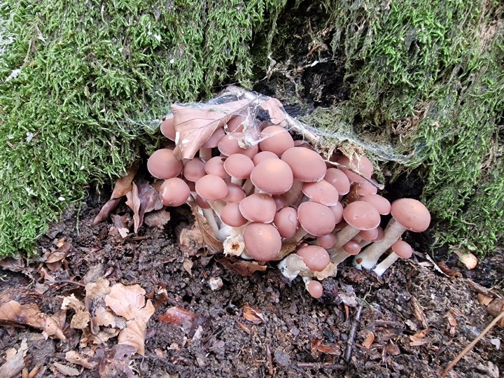Photo Pierre Périllier