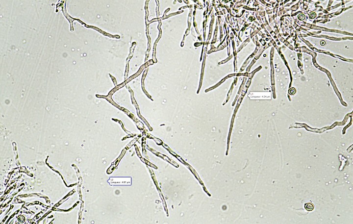 Poil & dermato. .jpg