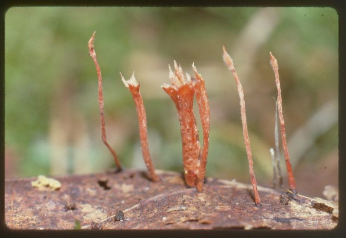 Anamorphe.jpg
