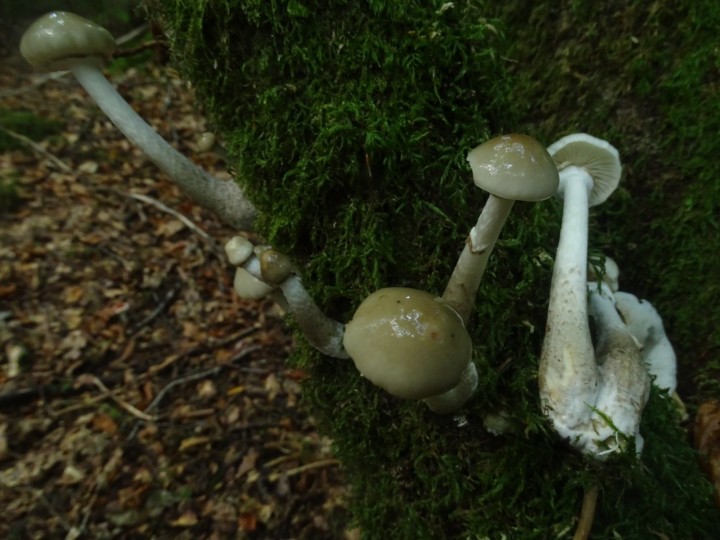 DSC06731.JPG