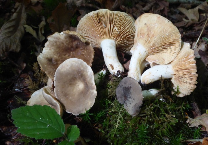 P1410837 (copier 1).JPG