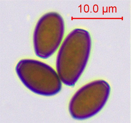 sp-018.jpg