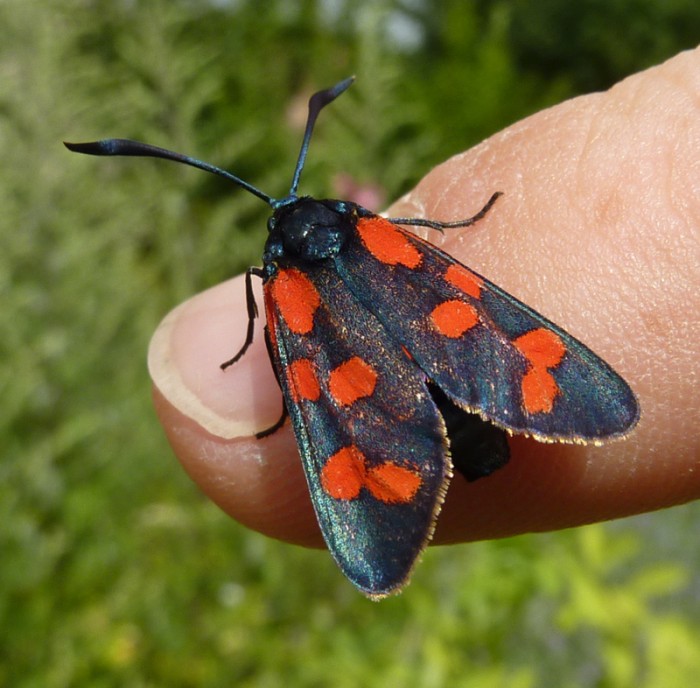 Papillon 11.jpg