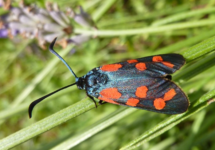 Papillon 12.jpg