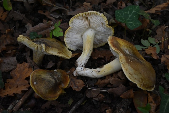DSC_9958.JPG