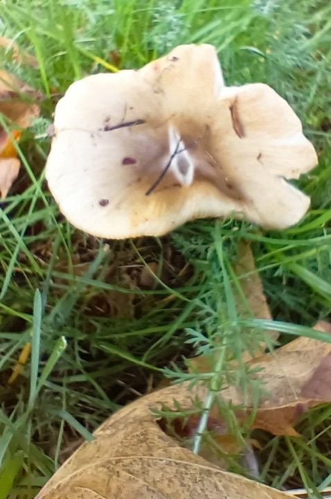 russula2.jpg