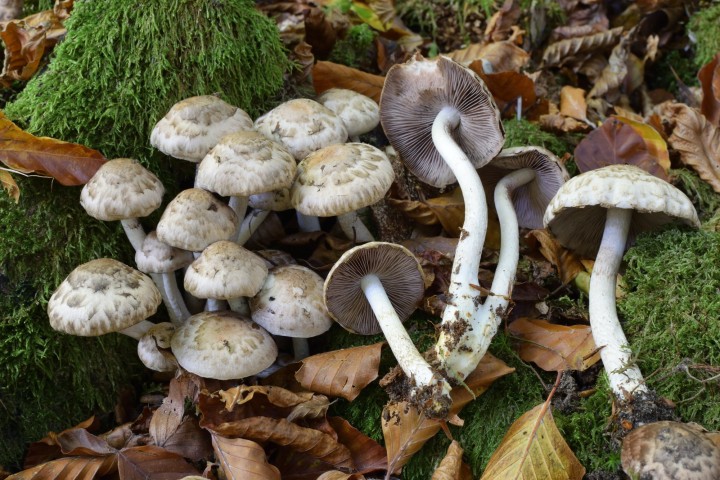 DSC_0306_111.JPG