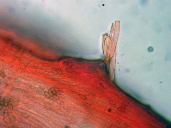 DSCN4468.JPG