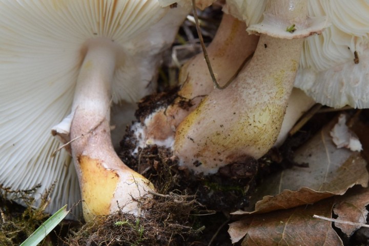 Leucoagaricus americanus_02.jpg