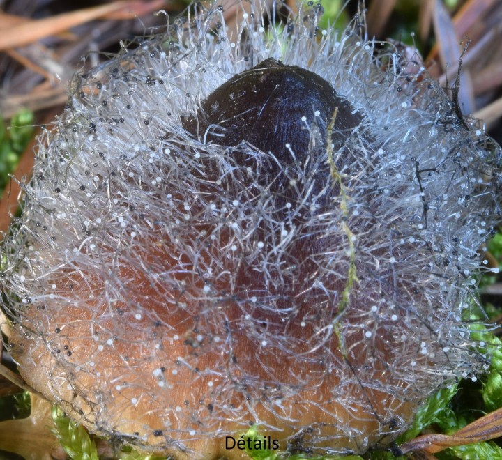 DSC_0472 - Copie.JPG