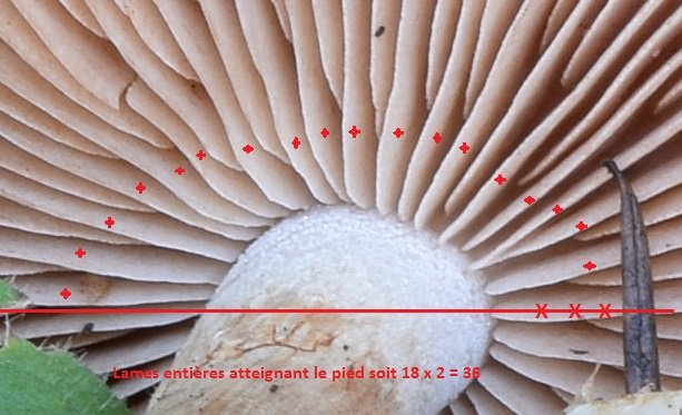 DSC_0445 - Copie.JPG