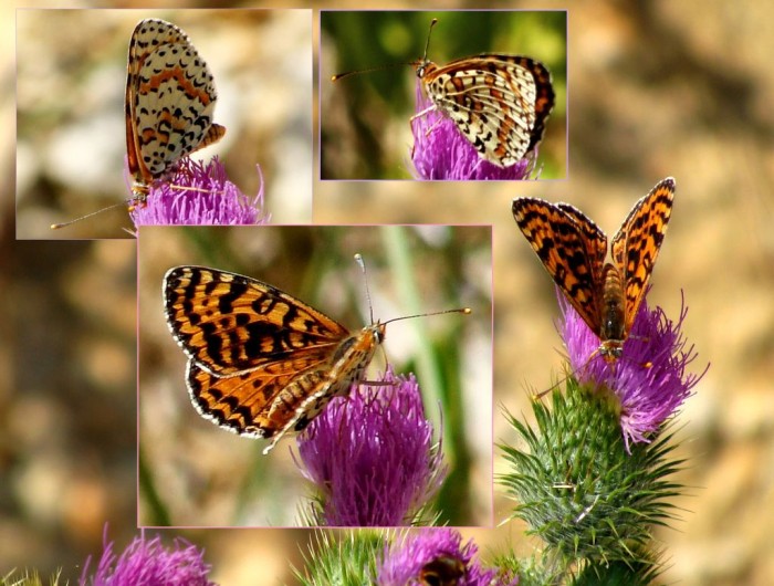 Papillon orange.jpg