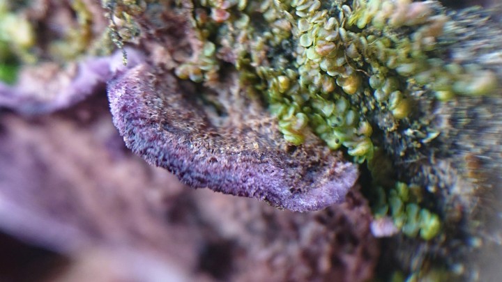 elle semble avoir formé de petits chapeaux