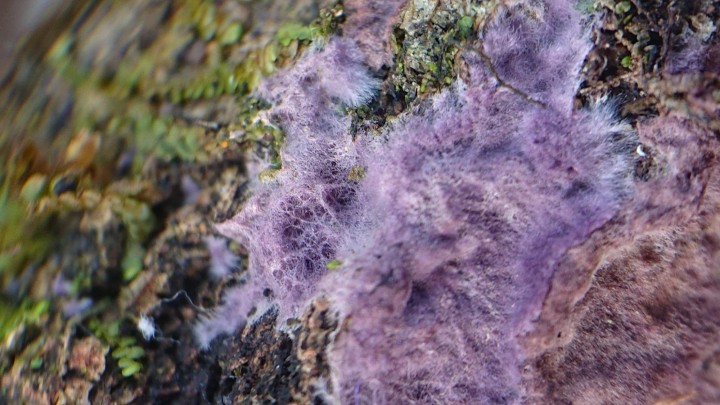 on voit bien la marge plus claire