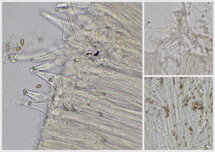 caulocystides en bouquets