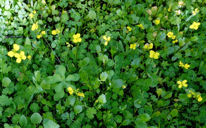 Cliquer sur l'image pour agrandir