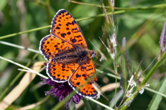 Melitaea_didyma02aa.jpg