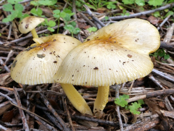 Cliquer sur l'mage pour agrandir