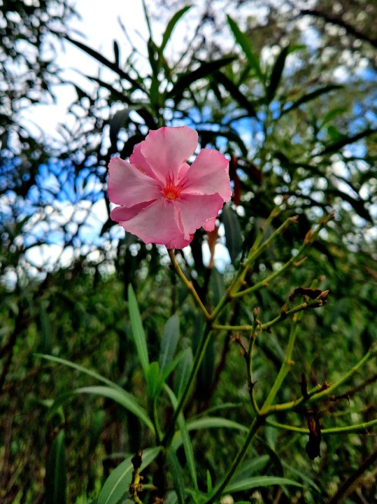 Cliquer sur l'image pour agrandir