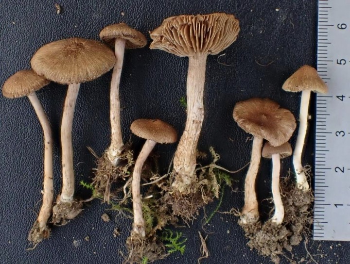 Inocybe pelouse AMGE-459 amr.JPG