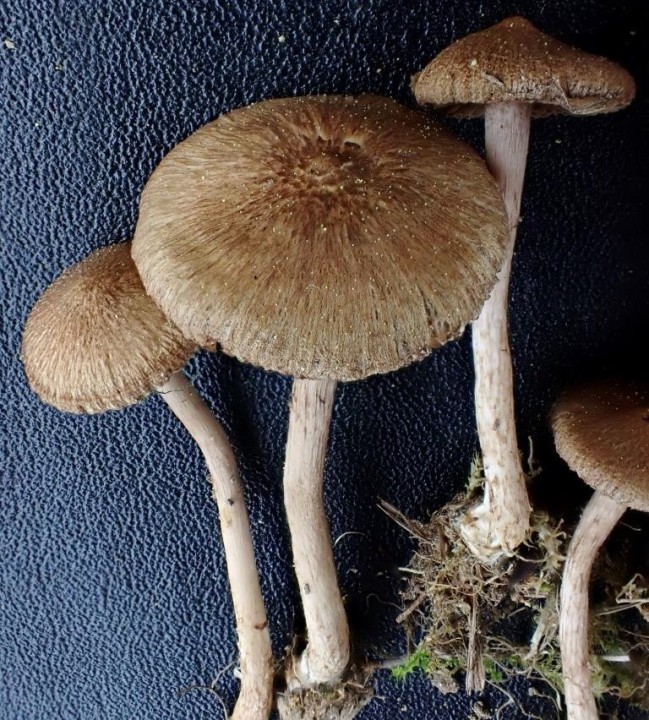 Inocybe pelouse AMGE-459 cmr.JPG