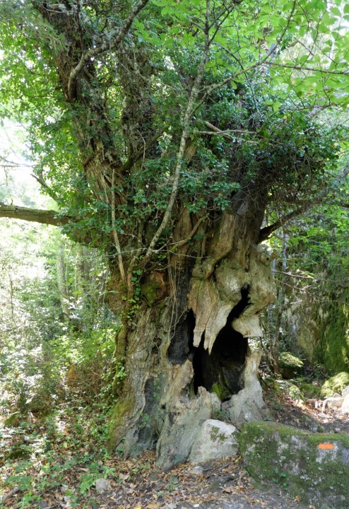 Cliquer sur l'image pour agrandir