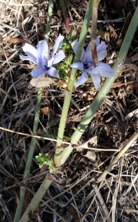 Cliquer sur l'image pour agrandir