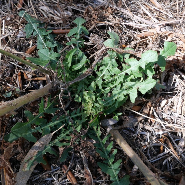 Cliquer sur l'image pour agrandir