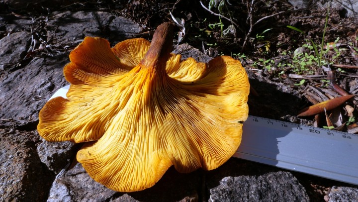 Cliquer sur l'image pour agrandir