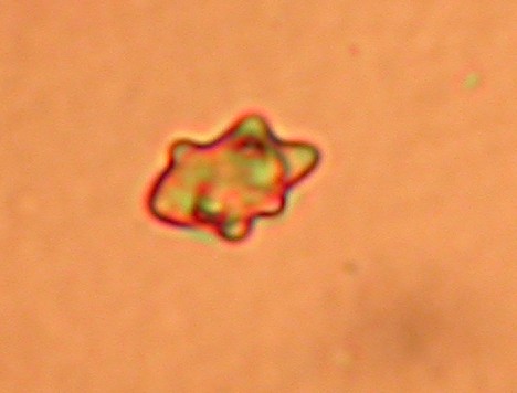 DSCN8015_petit.jpg