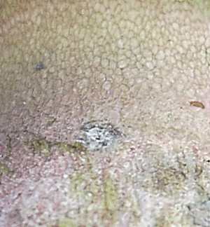 boletus_sp_detail.JPG