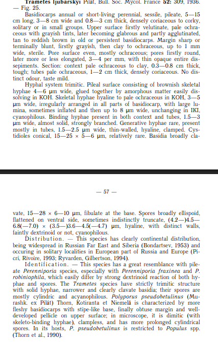 Trametes ljubarskii.PNG