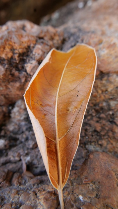 Cliquer sur l'image pour agrandir