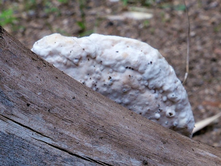 Cliquer sur l'image pour agrandir